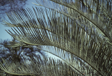 APII jpeg image of Cycas angulata  © contact APII