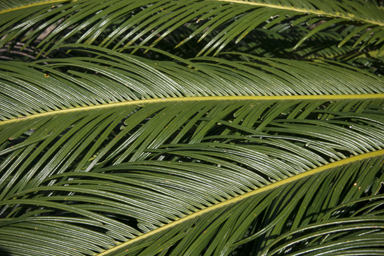 APII jpeg image of Cycas revoluta  © contact APII