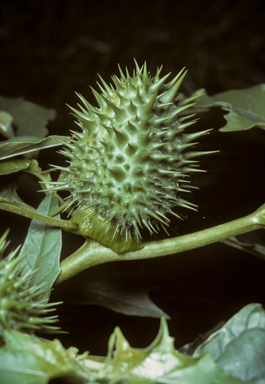 APII jpeg image of Datura stramonium  © contact APII