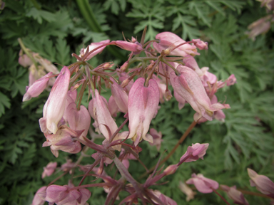 APII jpeg image of Dicentra eximia  © contact APII