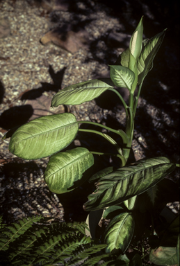 APII jpeg image of Dieffenbachia seguine  © contact APII