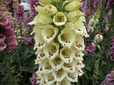 APII jpeg image of Digitalis purpurea  © contact APII