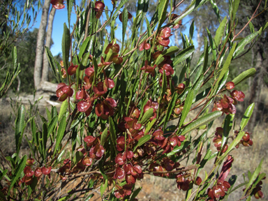 APII jpeg image of Dodonaea viscosa  © contact APII