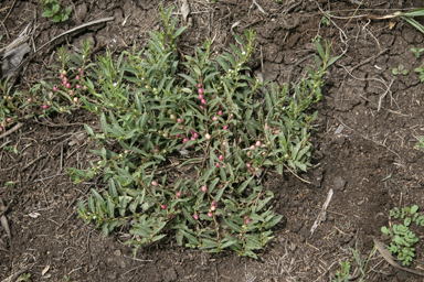 APII jpeg image of Eremophila debilis  © contact APII