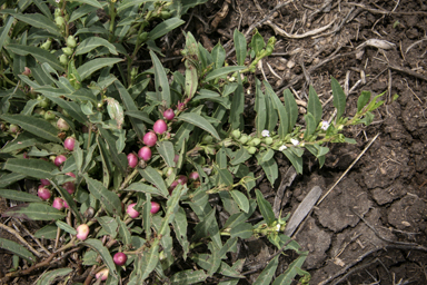 APII jpeg image of Eremophila debilis  © contact APII