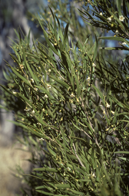 APII jpeg image of Eremophila deserti  © contact APII