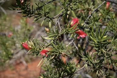 APII jpeg image of Eremophila latrobei  © contact APII