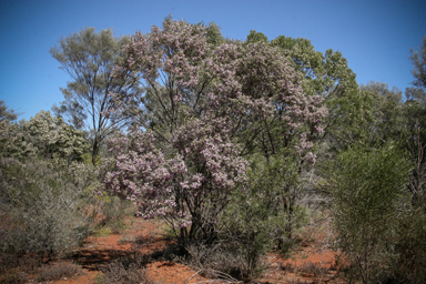 APII jpeg image of Eremophila sturtii  © contact APII