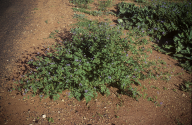 APII jpeg image of Erodium crinitum  © contact APII