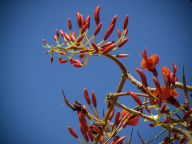 APII jpeg image of Erythrina vespertilio  © contact APII