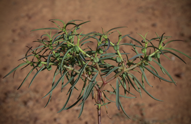 APII jpeg image of Euphorbia boophthona  © contact APII