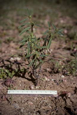 APII jpeg image of Euphorbia parvicaruncula  © contact APII