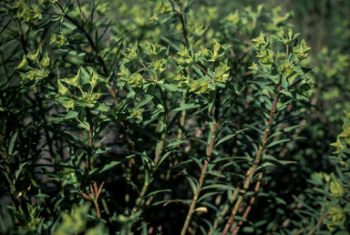 APII jpeg image of Euphorbia terracina  © contact APII