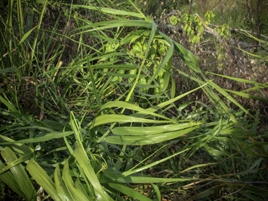 APII jpeg image of Flagellaria indica  © contact APII