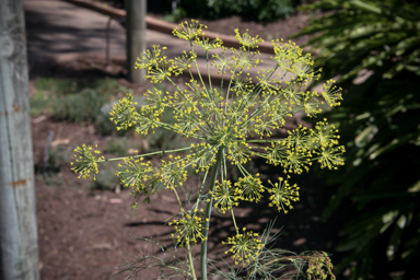 APII jpeg image of Foeniculum vulgare  © contact APII