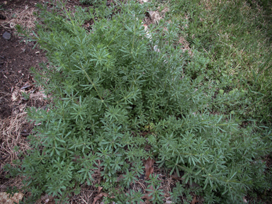 APII jpeg image of Galium aparine  © contact APII