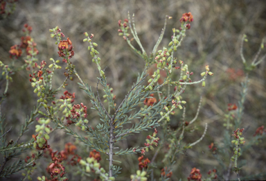 APII jpeg image of Gastrolobium parvifolium  © contact APII