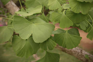 APII jpeg image of Ginkgo biloba  © contact APII