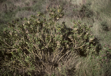 APII jpeg image of Gomphocarpus cancellatus  © contact APII