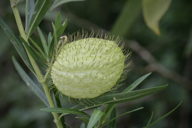 APII jpeg image of Gomphocarpus physocarpus  © contact APII