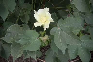 APII jpeg image of Gossypium hirsutum  © contact APII