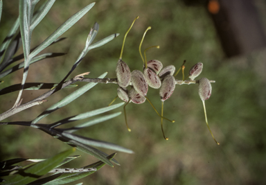 APII jpeg image of Grevillea banksii  © contact APII