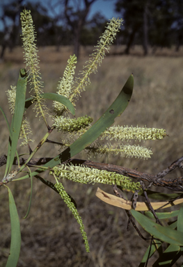 APII jpeg image of Grevillea mimosoides  © contact APII