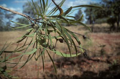 APII jpeg image of Grevillea mimosoides  © contact APII