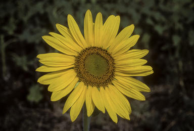 APII jpeg image of Helianthus annuus  © contact APII