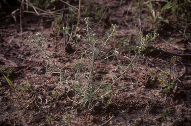 APII jpeg image of Euploca tenuifolia  © contact APII