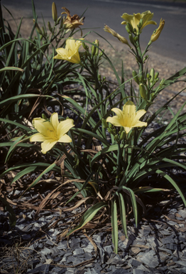 APII jpeg image of Hemerocallis  © contact APII