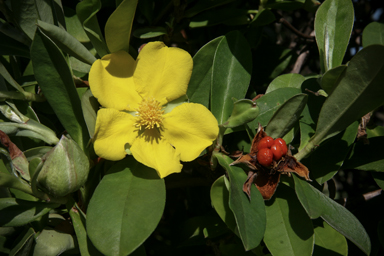 APII jpeg image of Hibbertia scandens  © contact APII