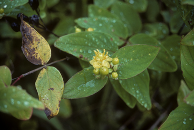 APII jpeg image of Hypericum androsaemum  © contact APII