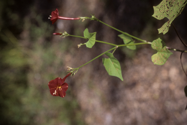 APII jpeg image of Ipomoea hederifolia  © contact APII