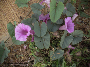 APII jpeg image of Ipomoea muelleri  © contact APII