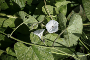 APII jpeg image of Ipomoea plebeia  © contact APII