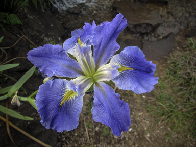 APII jpeg image of Iris ensata  © contact APII