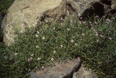 APII jpeg image of Isotoma petraea  © contact APII