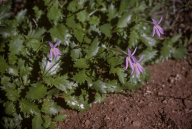 APII jpeg image of Isotoma petraea  © contact APII