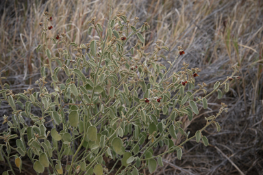 APII jpeg image of Isotropis atropurpurea  © contact APII