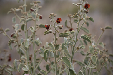 APII jpeg image of Isotropis atropurpurea  © contact APII