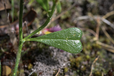 APII jpeg image of Isotropis cuneifolia  © contact APII