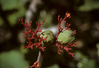 APII jpeg image of Jatropha podagrica  © contact APII