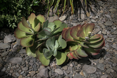 APII jpeg image of Kalanchoe thyrsiflora  © contact APII