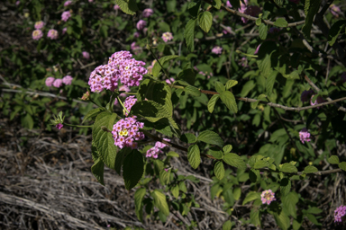 APII jpeg image of Lantana camara  © contact APII