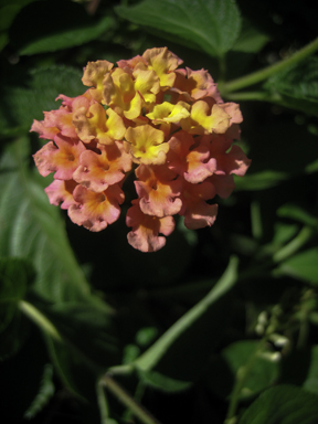 APII jpeg image of Lantana camara  © contact APII