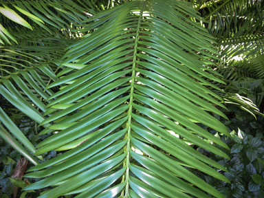 APII jpeg image of Lepidozamia hopei  © contact APII