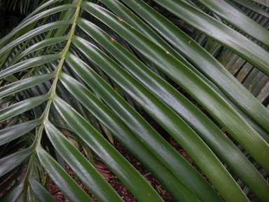 APII jpeg image of Lepidozamia hopei  © contact APII