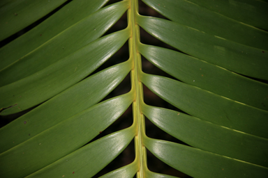 APII jpeg image of Lepidozamia peroffskyana  © contact APII