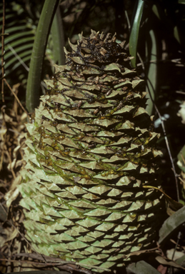 APII jpeg image of Lepidozamia peroffskyana  © contact APII